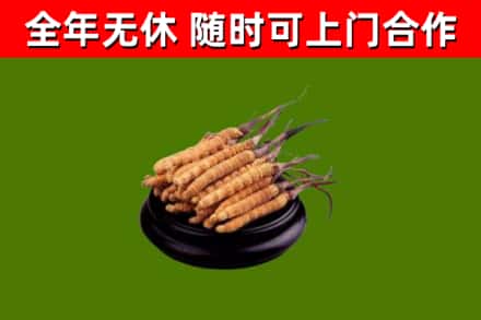 泰和回收冬虫夏草